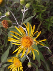 Microliabum candidum