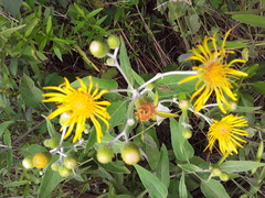 Microliabum candidum