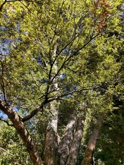 Nothofagus alpina
