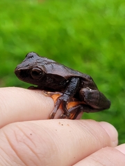Dendropsophus anceps