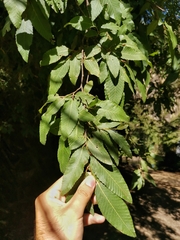 Nothofagus alpina