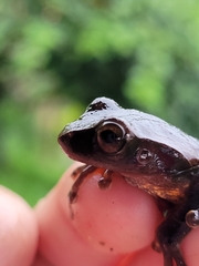 Dendropsophus anceps