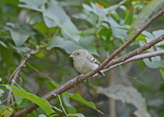 Vireo modestus