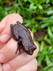 Dendropsophus anceps