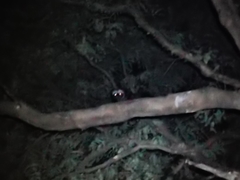 Paradoxurus musangus javanicus