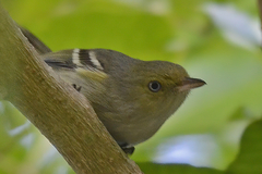 Vireo modestus