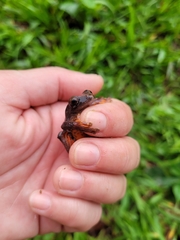 Dendropsophus anceps