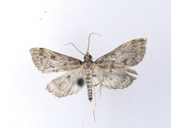 Proternia philocapna