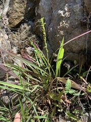 Peristylus tentaculatus