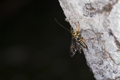 Echthromorpha agrestoria notulatoria