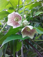 Philibertia gilliesii