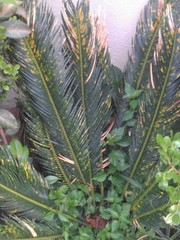 Cycas revoluta