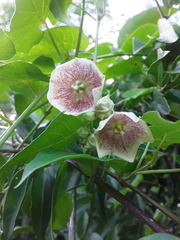 Philibertia gilliesii