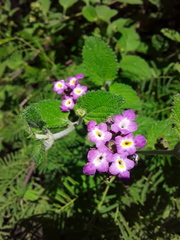 Lantana megapotamica