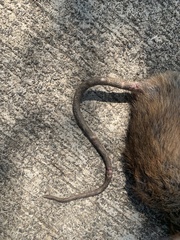Rattus andamanensis