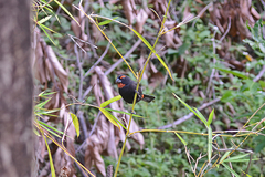 Melopyrrha violacea