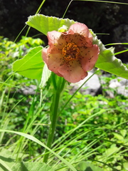 Callianthe pauciflora