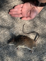 Rattus andamanensis