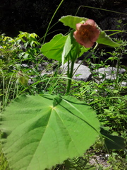 Callianthe pauciflora
