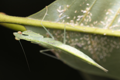 Sinomantis denticulata
