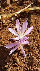 Colchicum persicum
