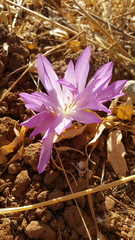 Colchicum persicum