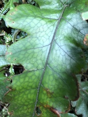 Stegnogramma griffithii