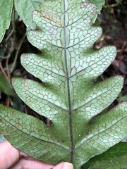 Stegnogramma griffithii