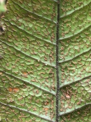 Stegnogramma griffithii