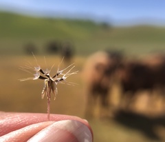 Microseris douglasii