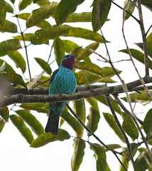 Cotinga cayana
