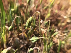 Microseris douglasii