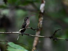Phaethornis malaris