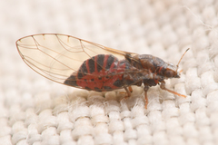 Trioza bakeri