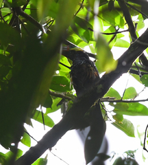 Selenidera nattereri