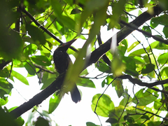 Selenidera nattereri