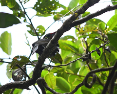 Selenidera nattereri