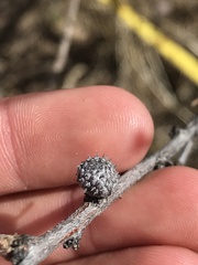 Tanaostigmodes howardii