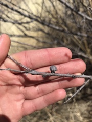 Tanaostigmodes howardii