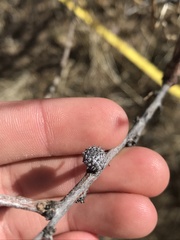 Tanaostigmodes howardii