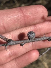 Tanaostigmodes howardii