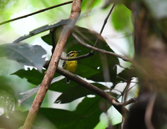 Hypocnemis hypoxantha