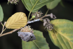 Hyperlopha compactilis