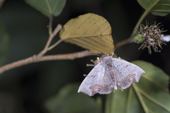 Hyperlopha compactilis