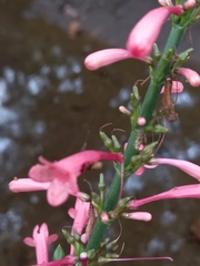 Odontonema callistachyum