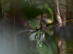 Phaethornis bourcieri