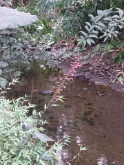Odontonema callistachyum