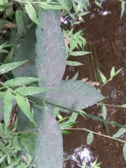 Odontonema callistachyum