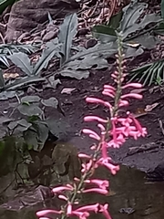 Odontonema callistachyum