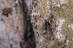 Duolandrevus coulonianus